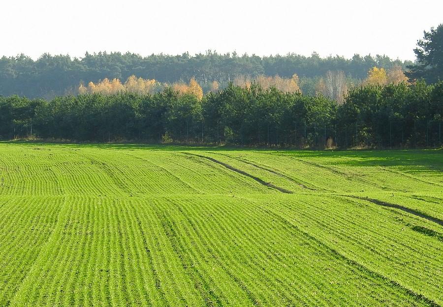 Falujące pola