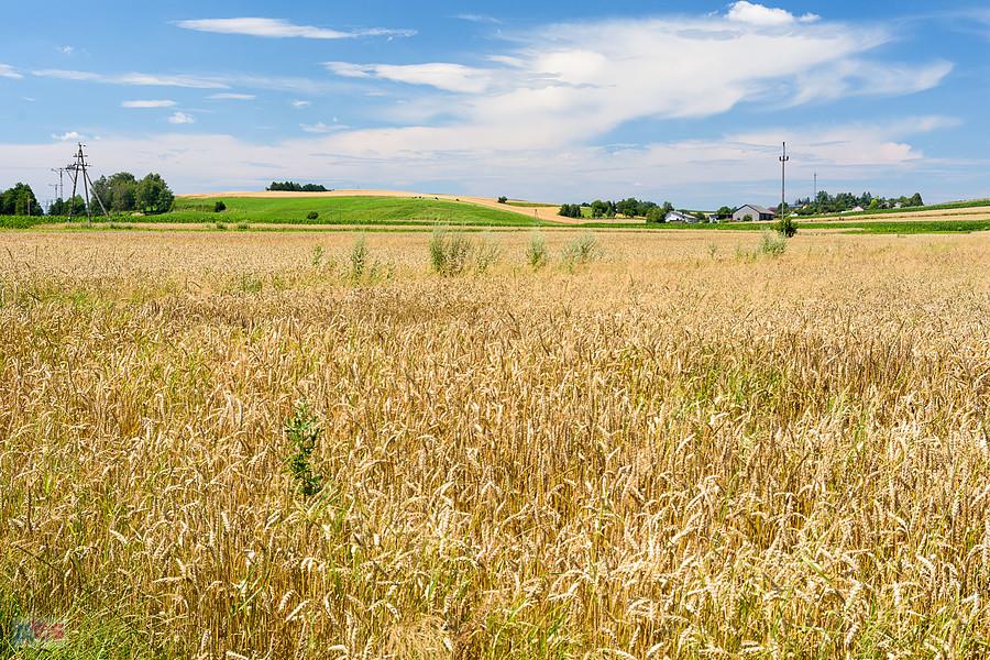 Widoczek po mojej lewej stronie - Kulzów - integralna część wsi Zawada Pilicka.
