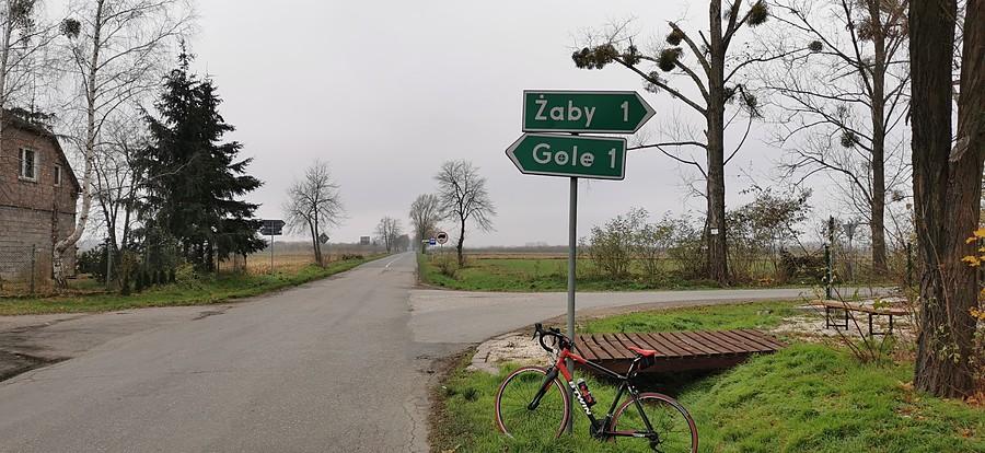 Żaby strzelają gole :)