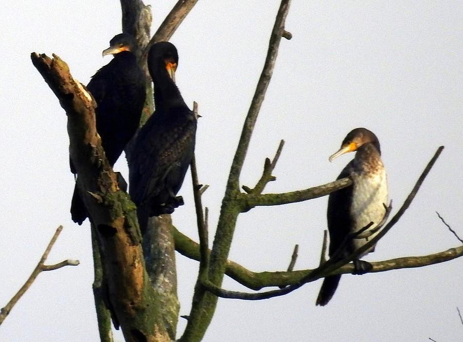 Młody kormoran w towarzystwie dwóch zgredów :)