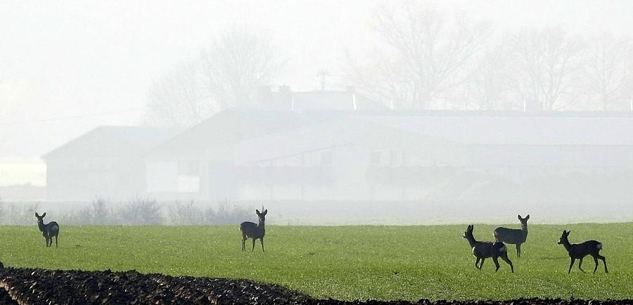 Sarny zauważyły mnie w oddali