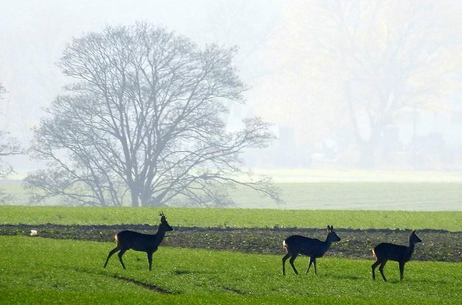 Kozioł, sarna oraz koźlę, czyli rodzina w komplecie