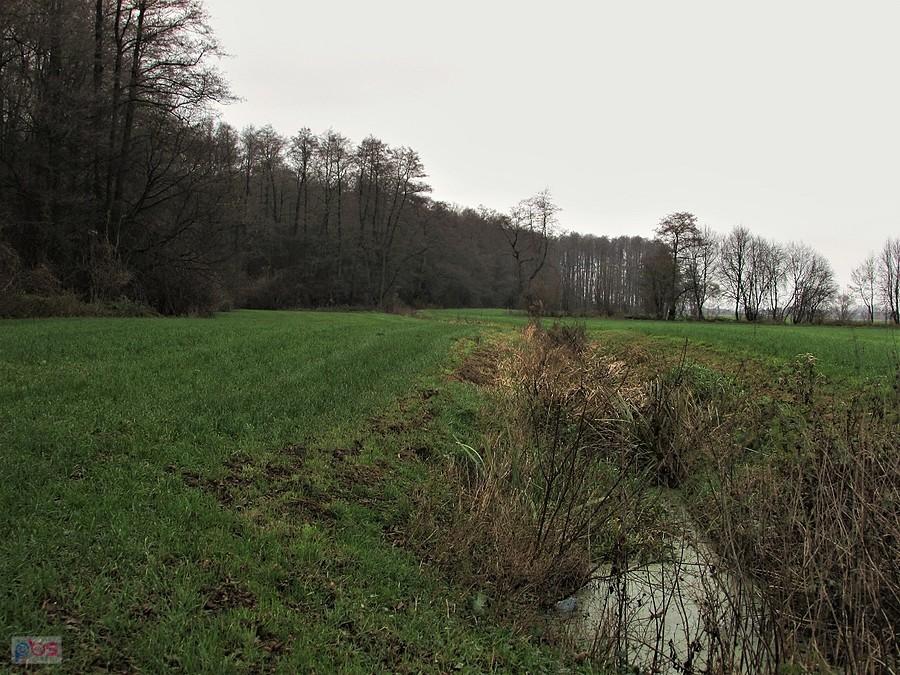 Przy rezerwacie Olszyna Łyczyńska