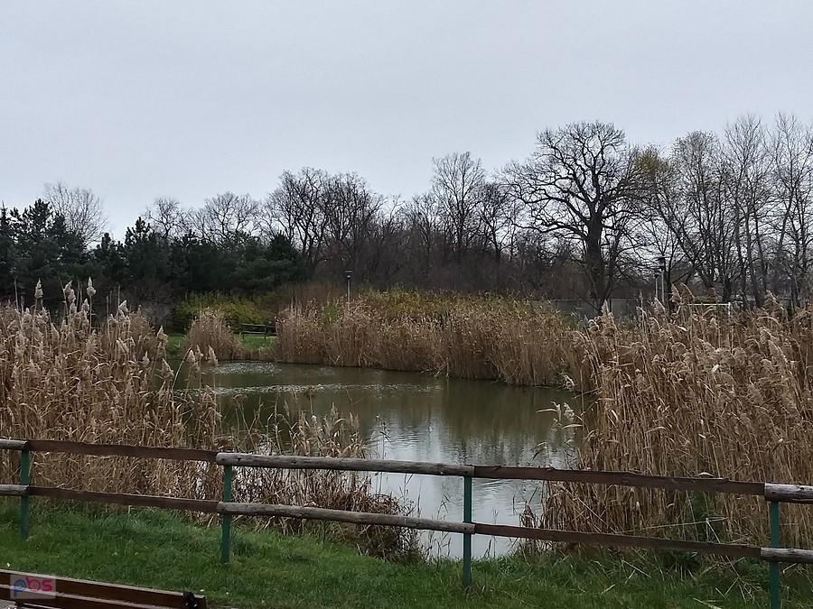 Staw w Borzęcinie. Dziś nie było wędkarzy