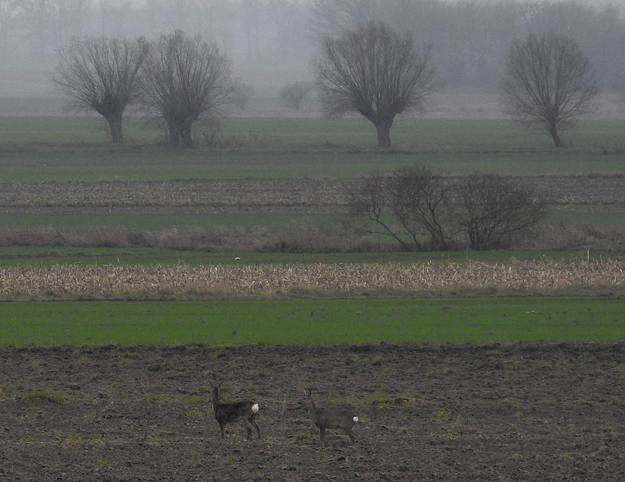 Sarenki zastanawiają się, czemu dziś jest tak paskudnie