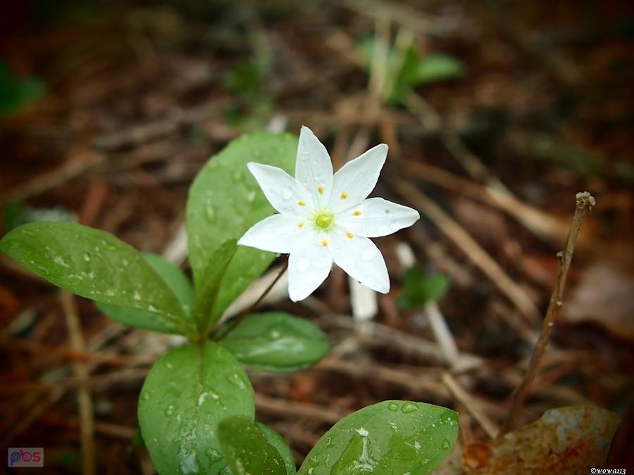 Dygresja florystyczna