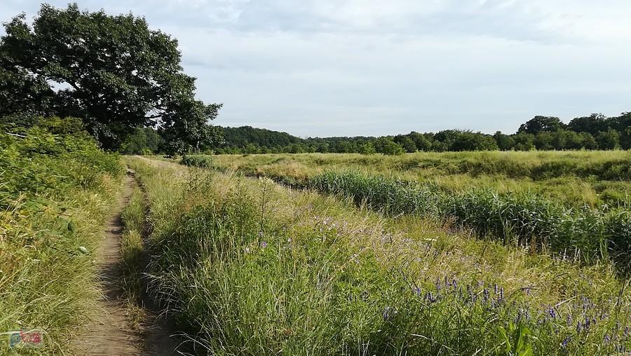 Bujna roślinność nad Ślęzą