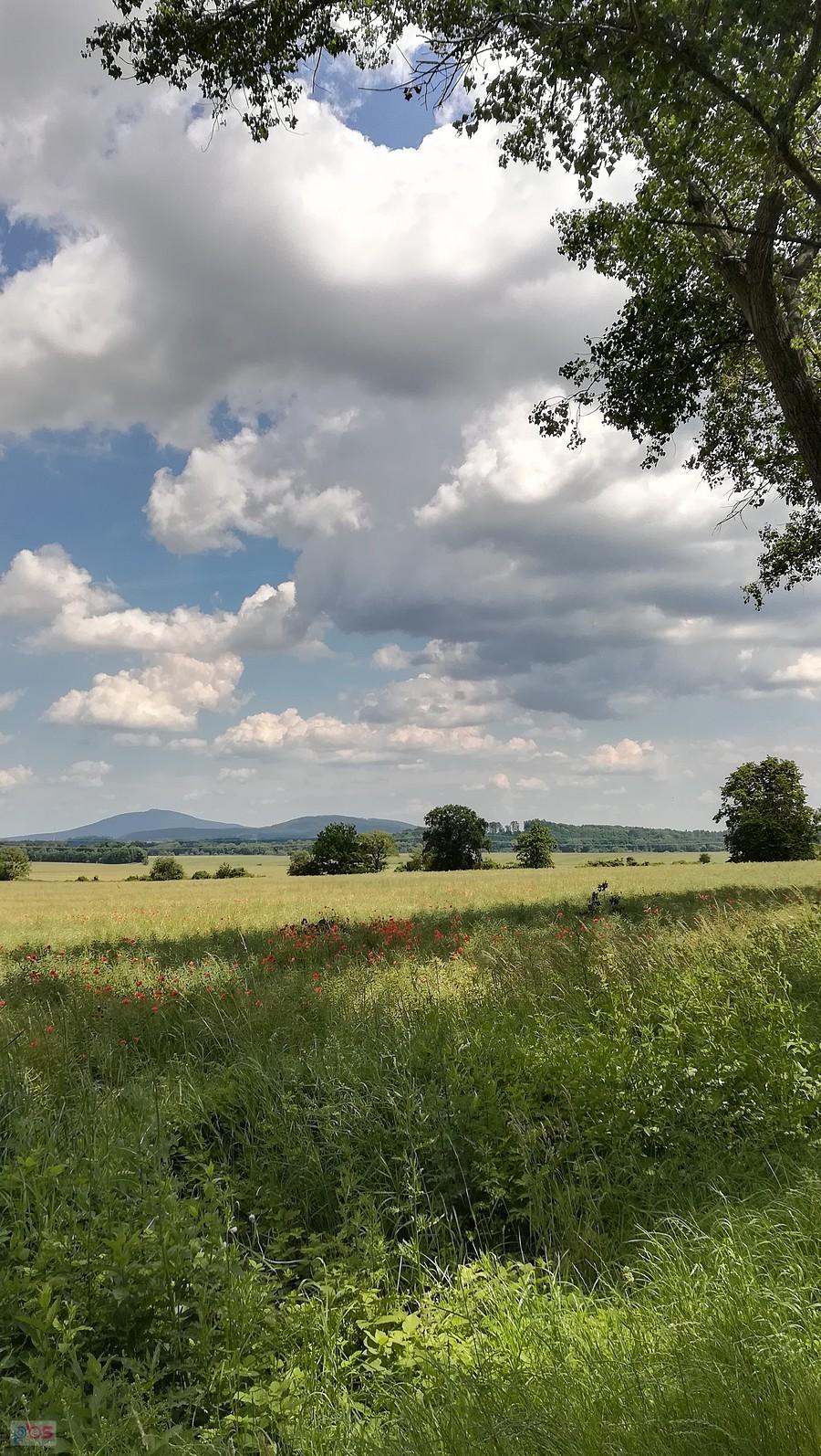 Letni widoczek ze Ślężą w tle