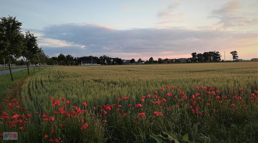 Kwintesencja czerwca - młode zboże i maki