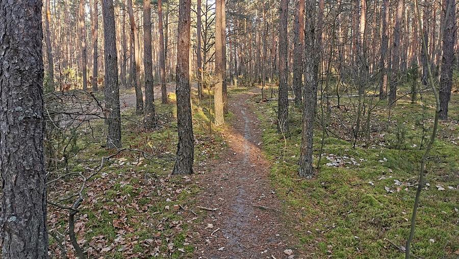 Kampinoska się puszcza ;)