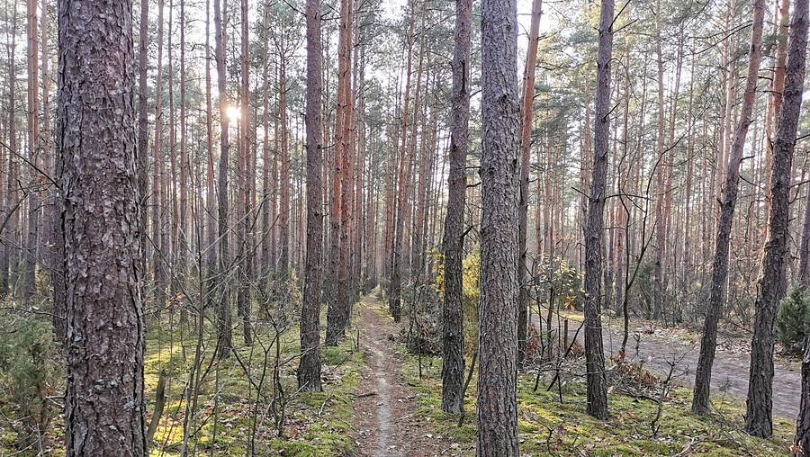 Puszcza Kampinoska