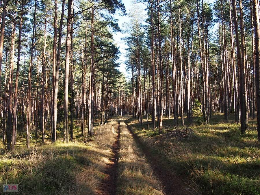 Lasy lublinieckie
