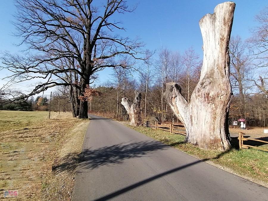 Aleja (uschniętych) Dębów w Kaletach