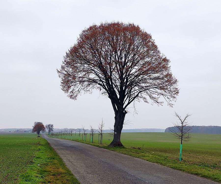 Wciąż się dzielnie trzyma na pustyni, Lisówki