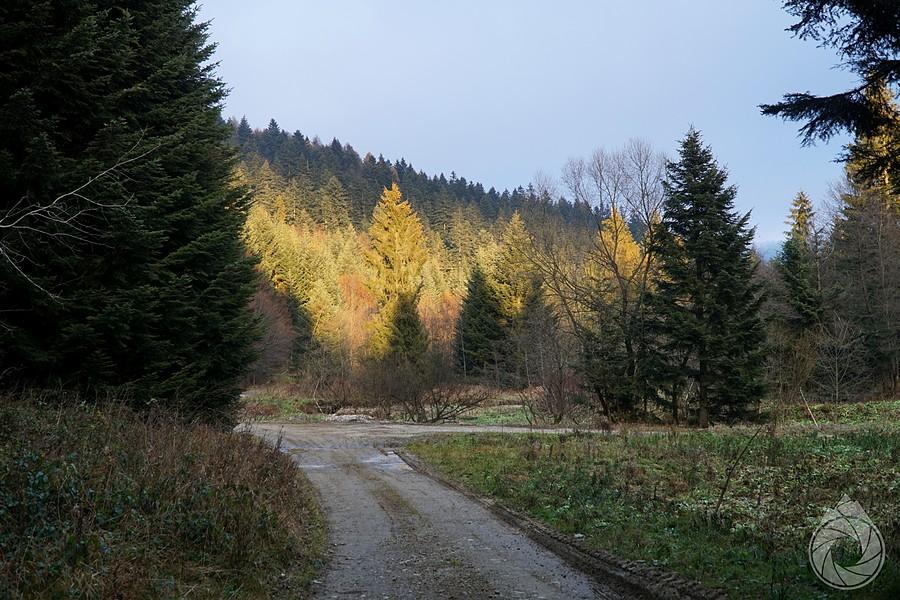 późnojesienny las w Czyrnej
