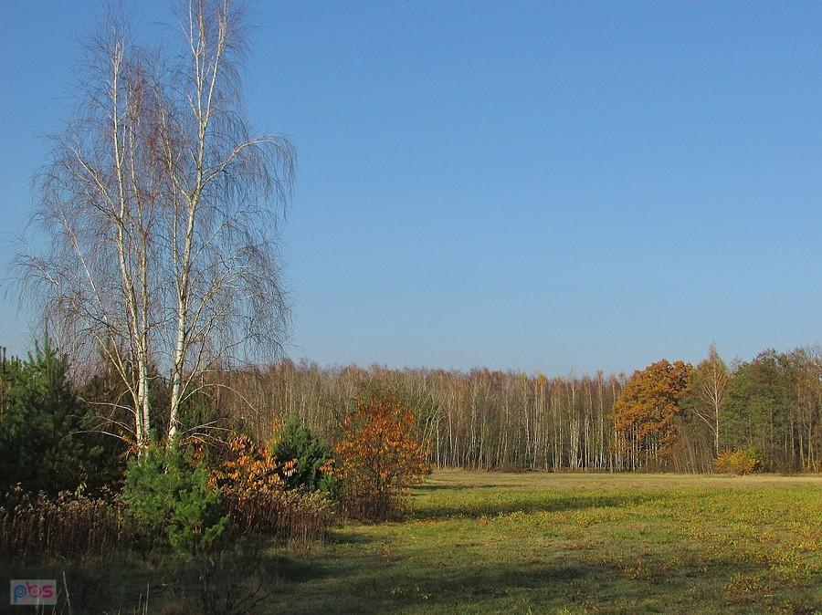 Polana śródlesna