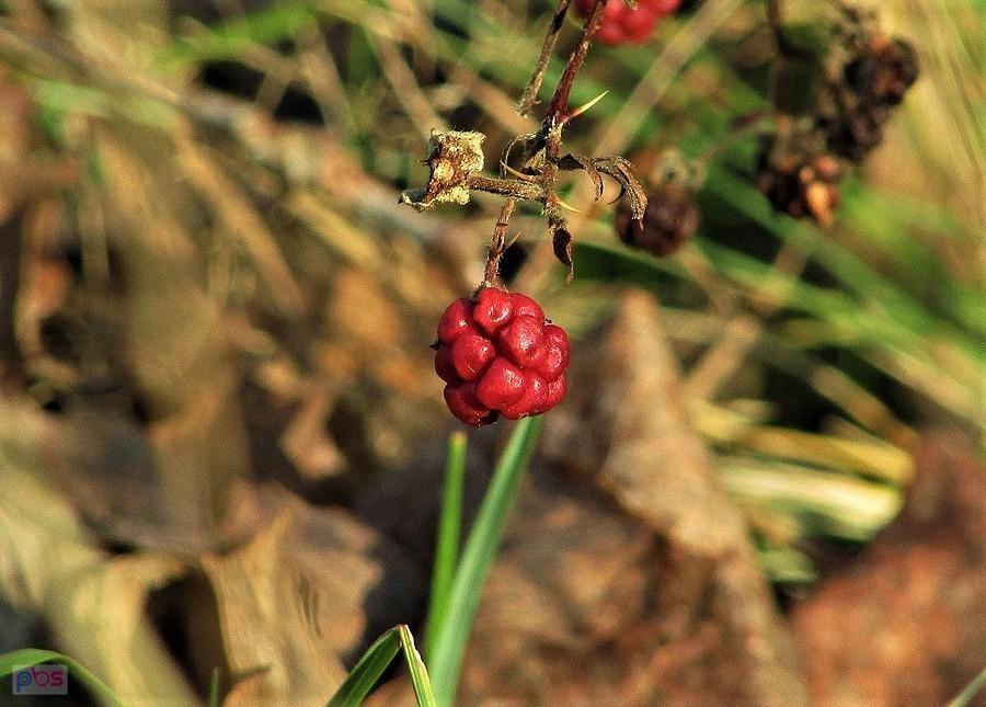 Ostatnia jerzynka