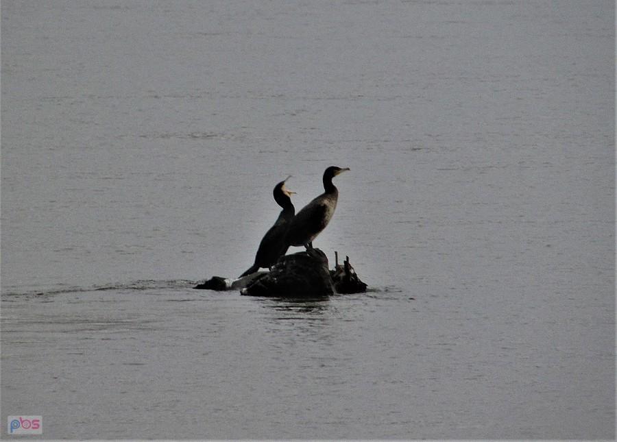 Krzykliwy kormoran