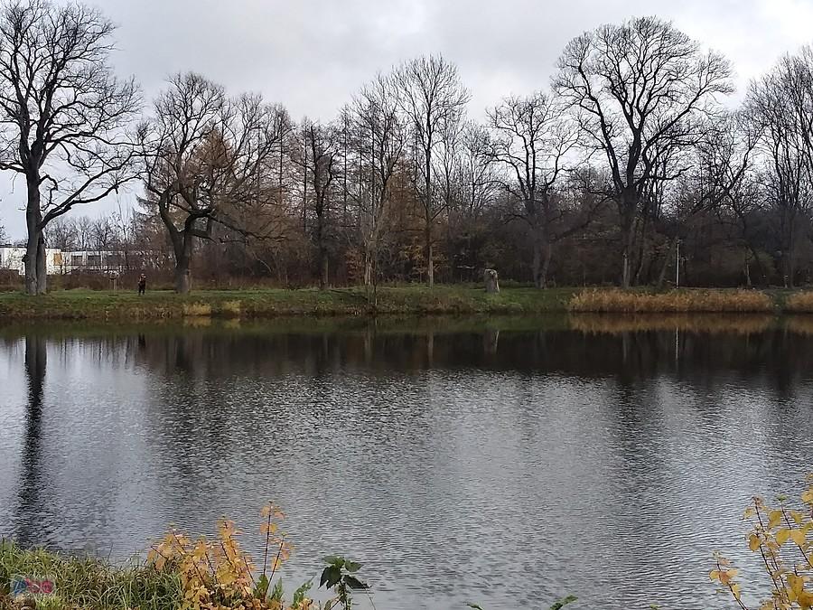 Staw w Ołtarzewie