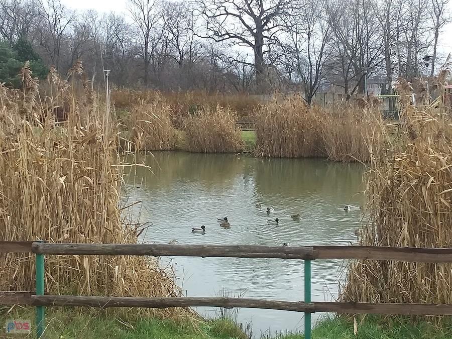 Staw w Borzęcinie