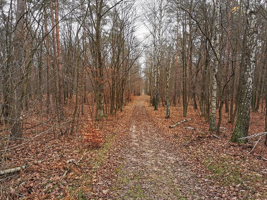 Las jaki jest, każdy widzi