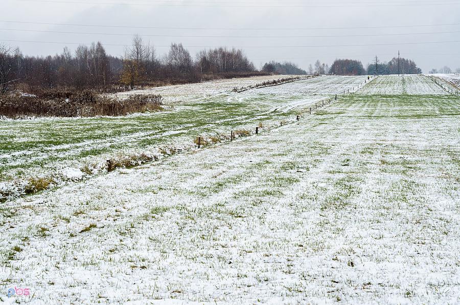 Pole w pobliżu ul. Szkolnej - Lgota-Nadwarcie