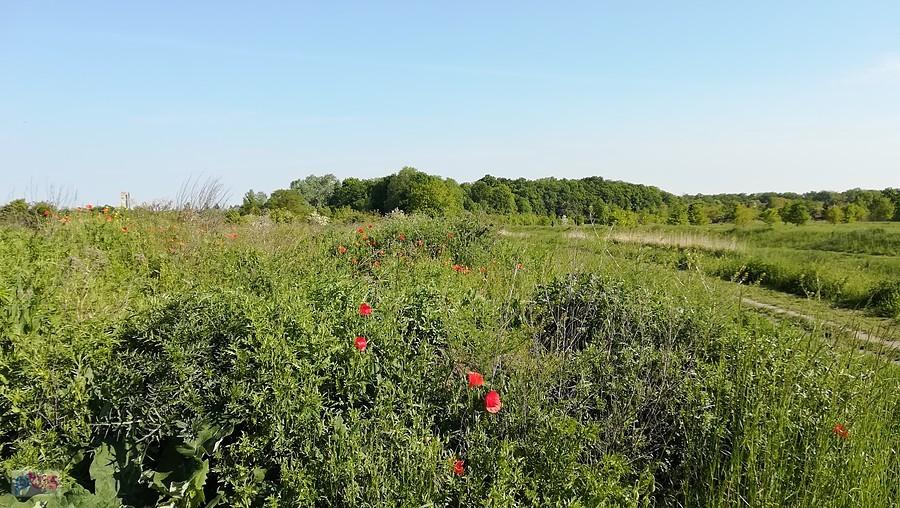 Pierwsze majowe maki nad Slęzą