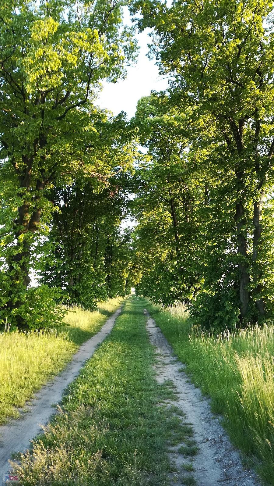 Aleja drzew nieopodal Biskupic
