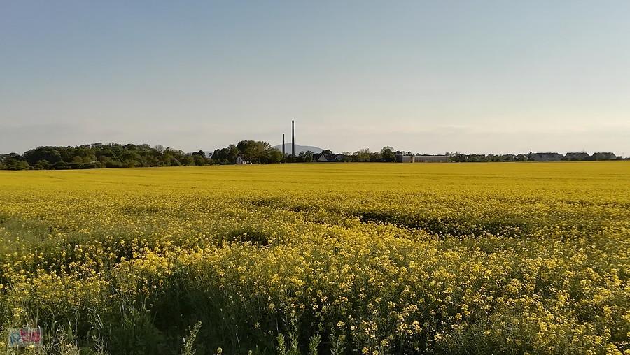 Rzepakowe pole nieopodal Pustkowa Żurawskiego