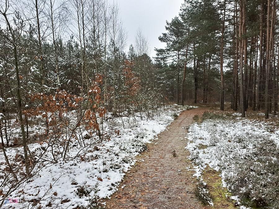 Leśny czarny szlak pieszy - pomiędzy drogą wojewódzką i zbiornikiem wodnym "Poraj"
