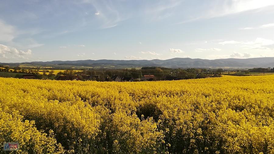 Góry Sowie oraz Dobrocin tonące w rzepaku