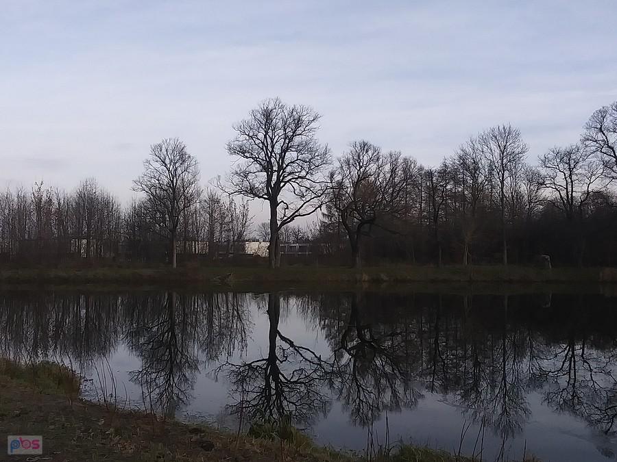 Staw w Ołtarzewie