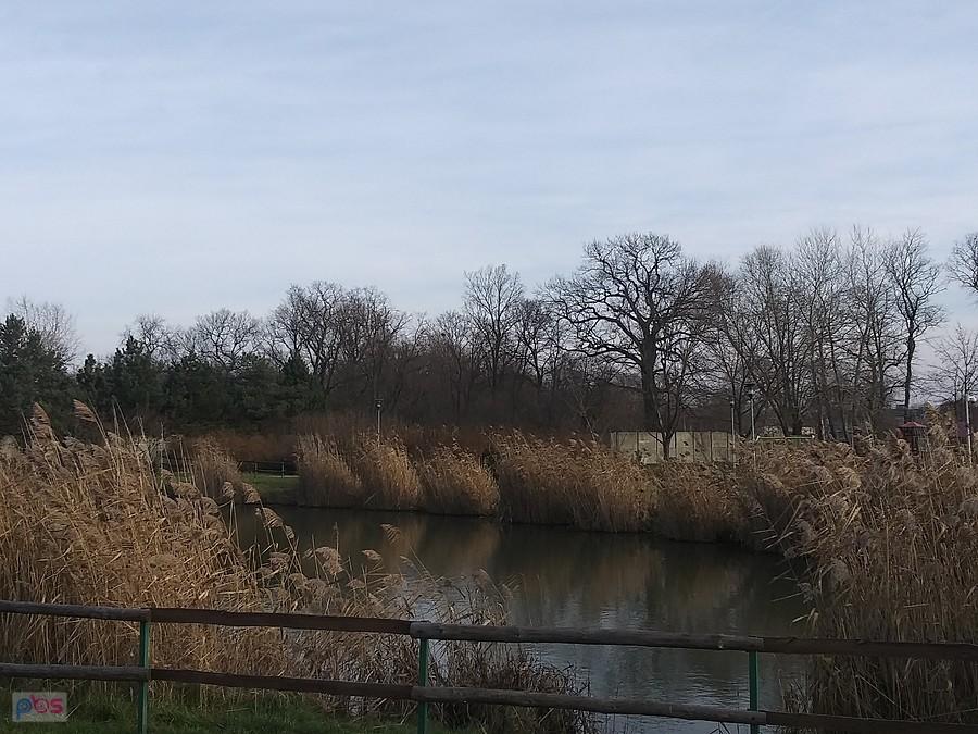 Staw w Borzęcinie