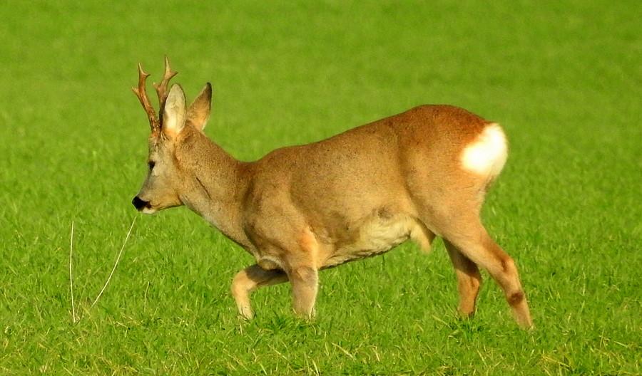 Lekko ekwilibrystyczna poza koziołka sarny :)