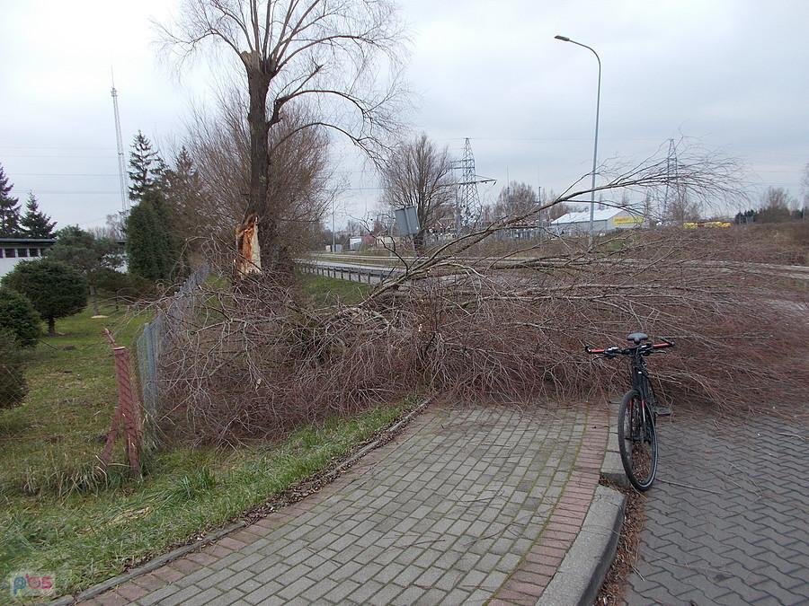 Wiatrołom na Radomskiej