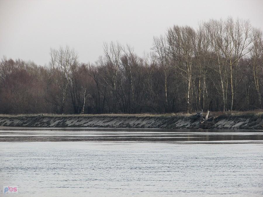 Skarpa podmywana przez nurt Wisły