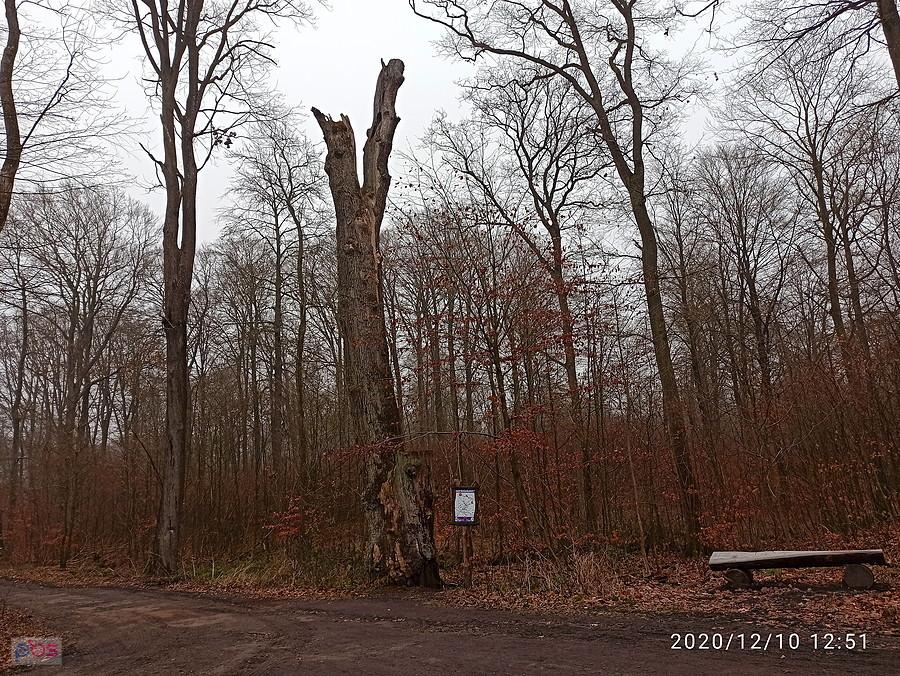 Pozostałość po Dębie Bogusława X.