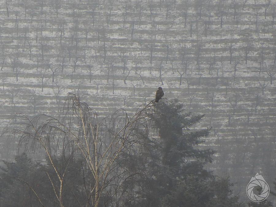 mysio czeka na żarcie nad sadami