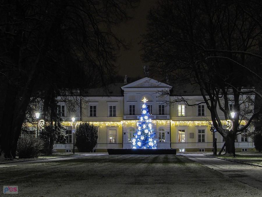 Choinka przed rektoratem SGGW