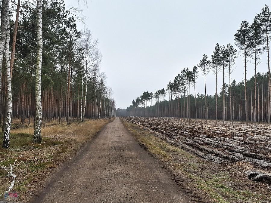 Las na wysokości miejscowości Poraj