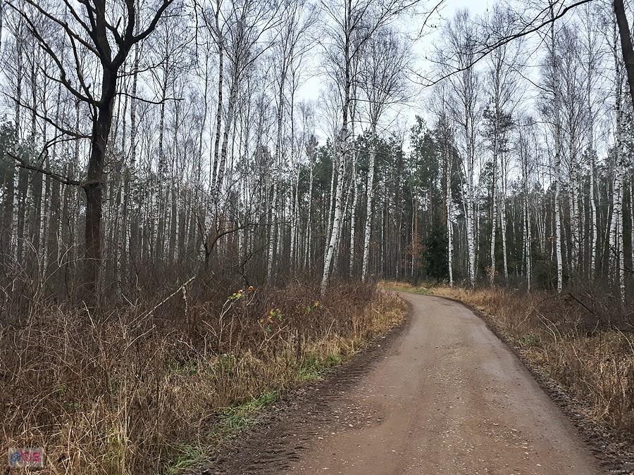 Las w pobliżu miejscowości Korwinów - większość z tych drzew została już oznaczona do wycinki... - ujęcie za moimi plecami