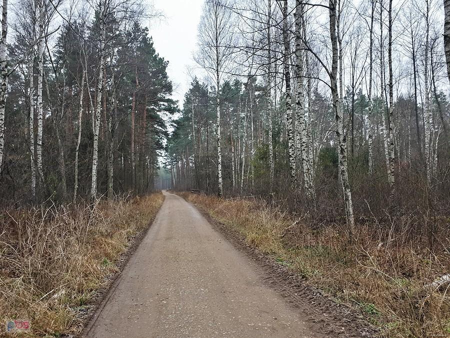 Las w pobliżu miejscowości Korwinów - droga w kierunku Poraja