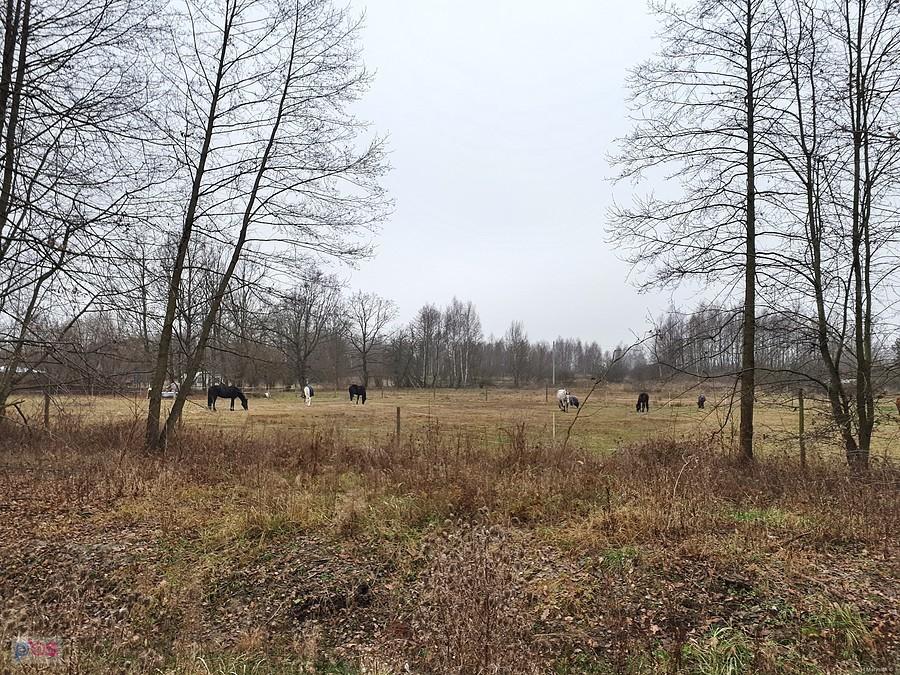 Stadnina "Leśny Konik" w Poraju