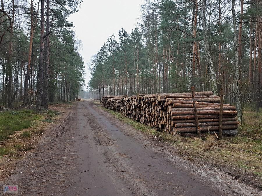 Droga pożarowa nr 17 - Poraj - Baranowizna (Choroń).