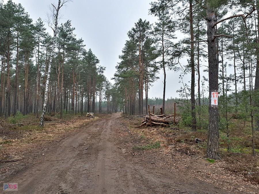 Droga pożarowa nr 17 - Poraj - Baranowizna (Choroń) - odcinek za mną.