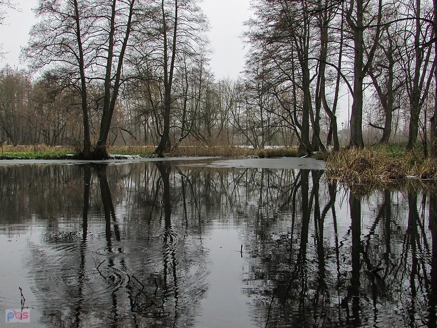 Urokliwe miejsce na rozlewiskach Jeziorki