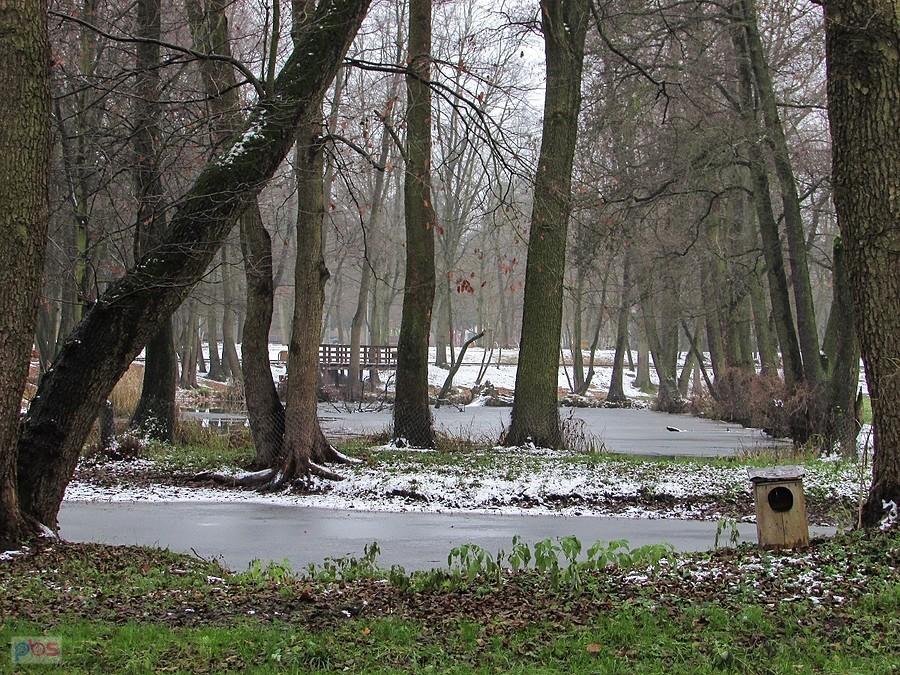 Na rozlewiskach rozstawione są budki lęgowe, ta zapewne dla gągołów