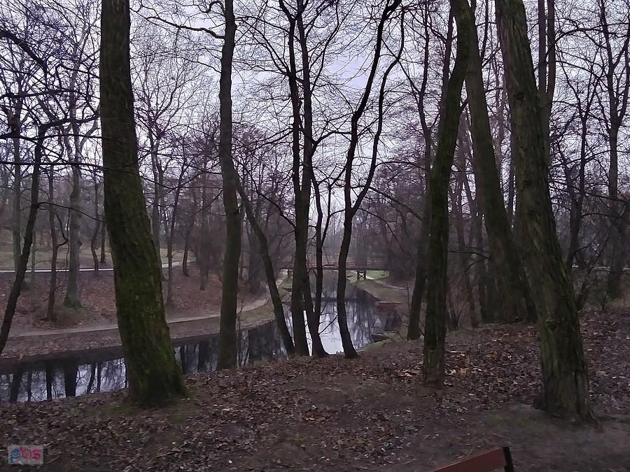 Fosa w parku
