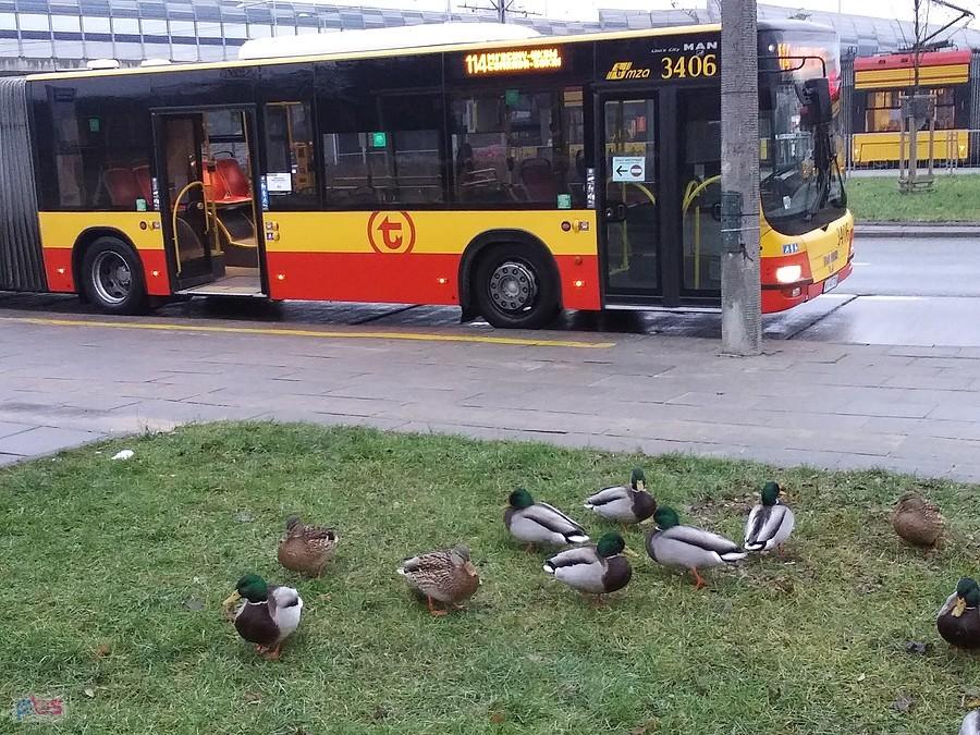 Czekają na inny autobus? :)