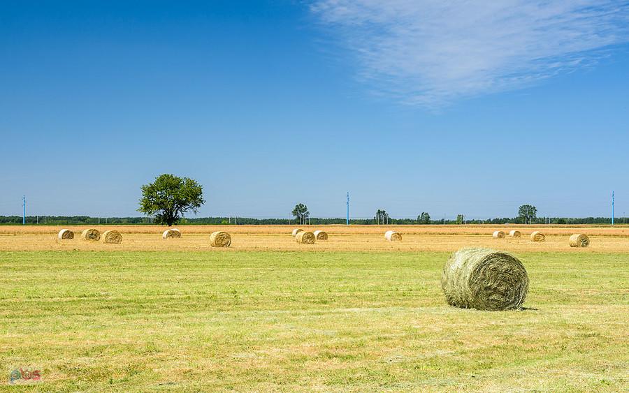 Pola w miejscowości Brzostek - w tle widoczne tory Centralnej Magistrali Kolejowej niedaleko semaforów wjazdowych stacji Psary (od strony Góry Włodowskiej).